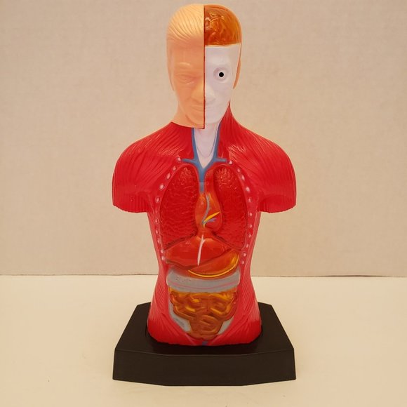 Medical Training Aid Torso Decor - Picture 1 of 9